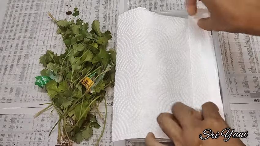 Tanpa direndam air, ini cara simpan daun ketumbar agar tetap segar dan tahan hingga 1 bulan