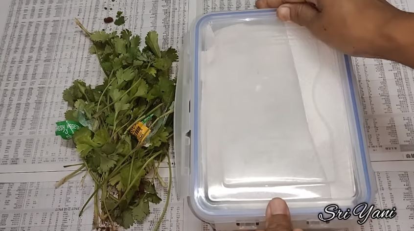 Tanpa direndam air, ini cara simpan daun ketumbar agar tetap segar dan tahan hingga 1 bulan