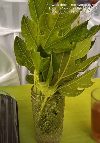 Bukan pakai obat, ini cara usir lalat dari meja makan secara alami modal 1 bahan dapur