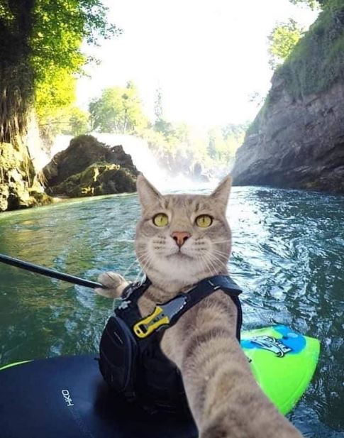 Potret kocak kucing selfie Berbagai sumber