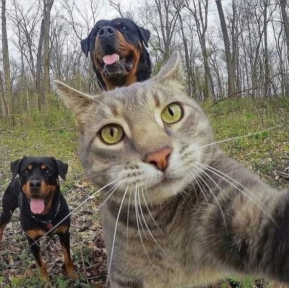 11 Potret kocak kucing selfie ini posenya gemesin abis, jadi pengen cubit