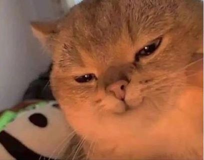 Potret kocak kucing selfie Berbagai sumber