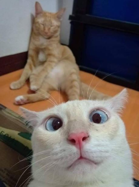 Potret kocak kucing selfie Berbagai sumber