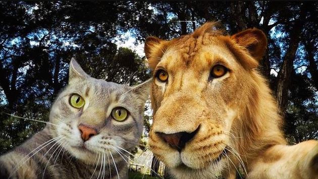 Potret kocak kucing selfie Berbagai sumber