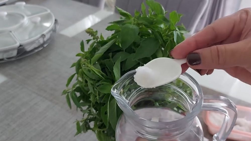 Pakai 1 bahan dapur, trik mengawetkan kemangi ini bikin daunnya tetap hijau berminggu-minggu