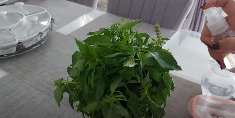 Pakai 1 bahan dapur, trik mengawetkan kemangi ini bikin daunnya tetap hijau berminggu-minggu