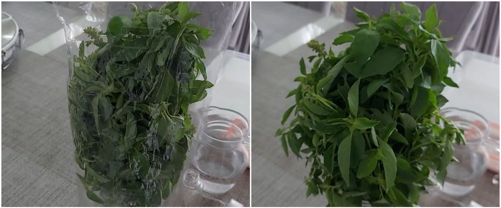 Pakai 1 bahan dapur, trik mengawetkan kemangi ini bikin daunnya tetap hijau berminggu-minggu