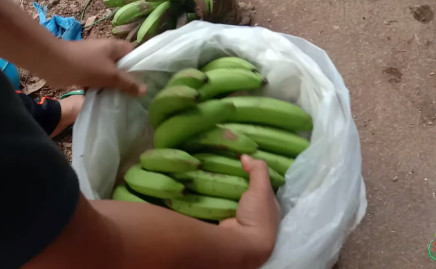 Tanpa bahan tambahan, begini trik mematangkan buah pisang secara cepat dan alami
