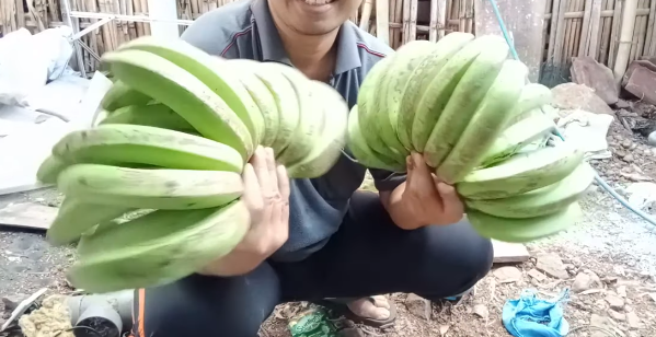 Tanpa bahan tambahan, begini trik mematangkan buah pisang secara cepat dan alami