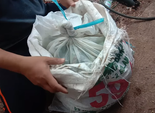 Tanpa bahan tambahan, begini trik mematangkan buah pisang secara cepat dan alami