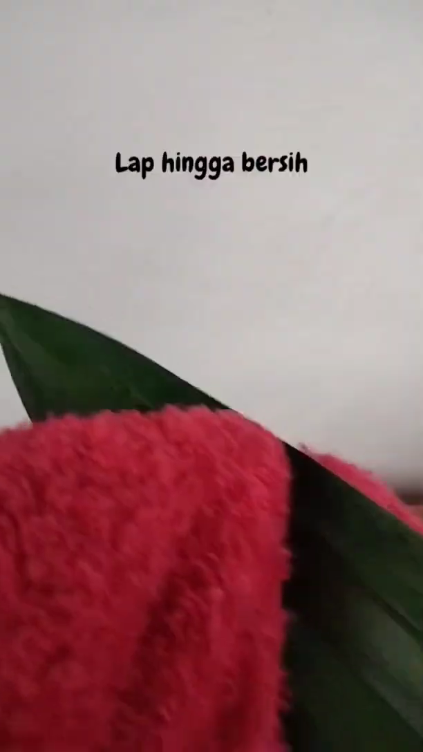 Trik simpan daun pandan tanpa kulkas agar tetap segar, hijau, dan tahan hingga 2 minggu