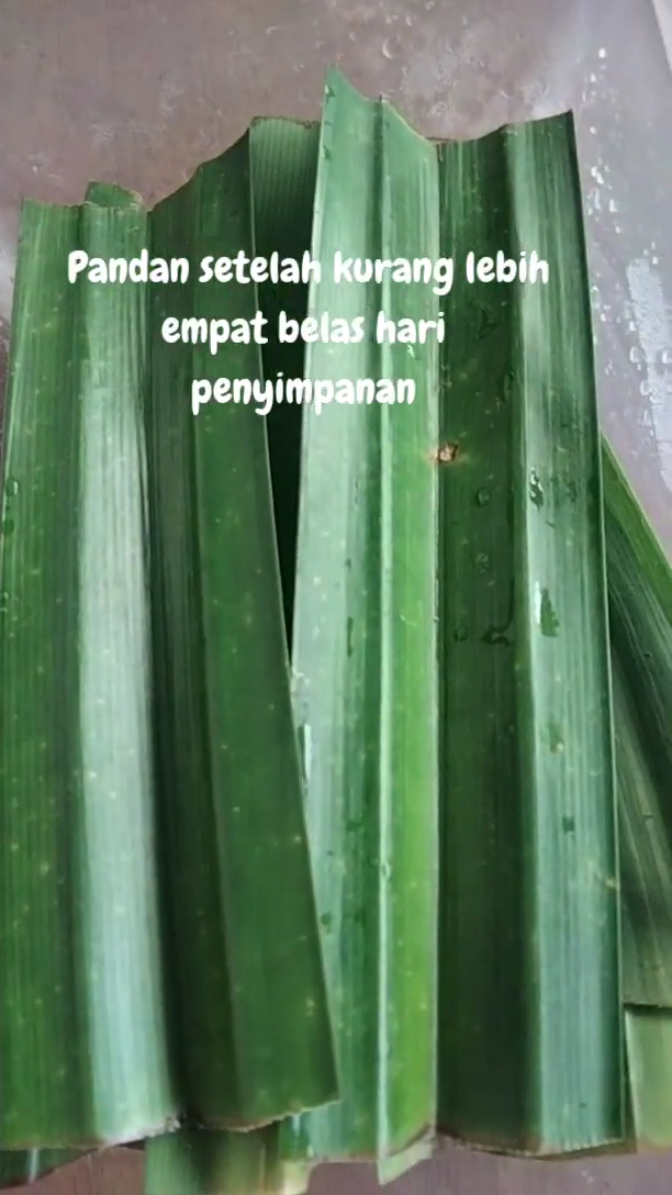 Trik simpan daun pandan tanpa kulkas agar tetap segar, hijau, dan tahan hingga 2 minggu