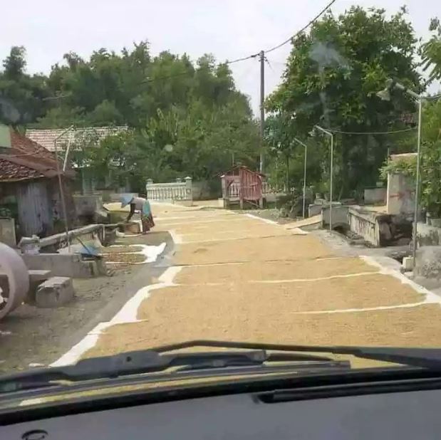 Potret kocak warga jemur padi di jalanan Berbagai sumber