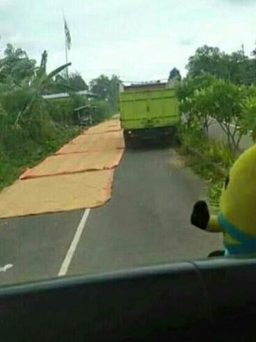 Potret kocak warga jemur padi di jalanan Berbagai sumber