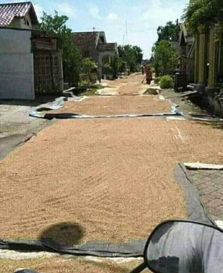 Potret kocak warga jemur padi di jalanan Berbagai sumber