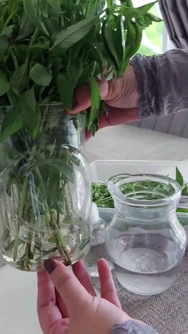 Bukan direndam air es, ini trik ampuh mengembalikan kemangi layu jadi segar lagi