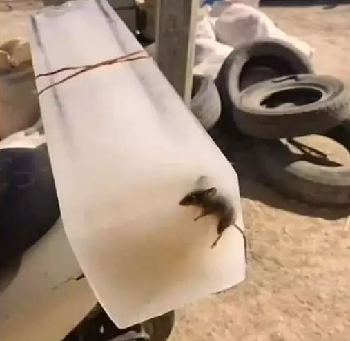 penampakan benda asing dalam es batu Berbagai sumber