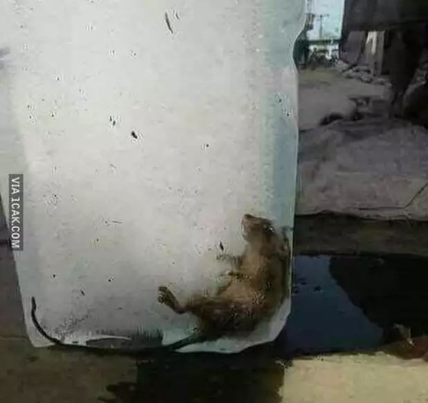 penampakan benda asing dalam es batu Berbagai sumber