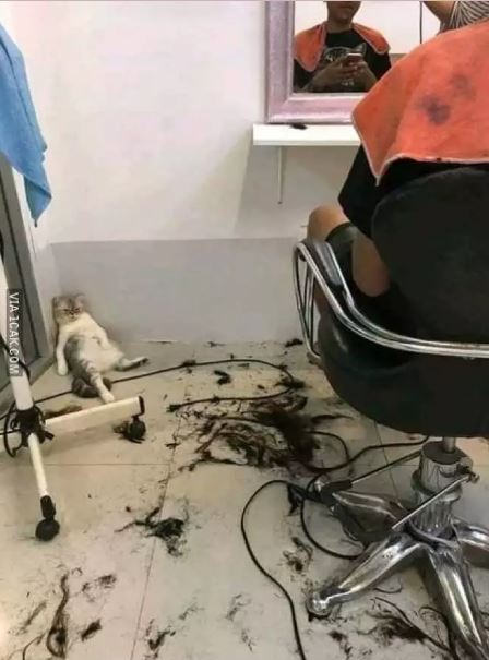 Potret kocak saat pangkas rambut Berbagai sumber Potret kocak saat pangkas rambut Berbagai sumber