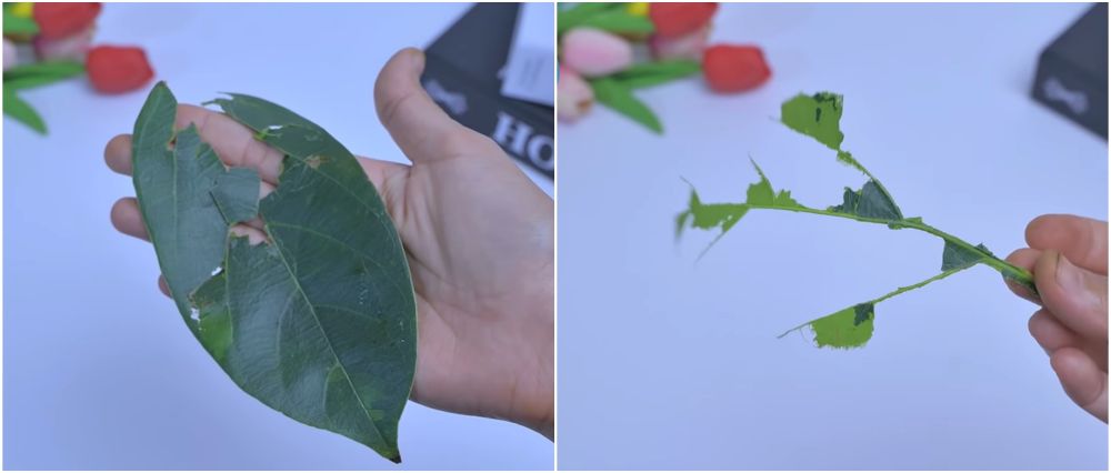 Trik membuat cincau hijau tanpa diremas dan antibau langu, mudah disontek