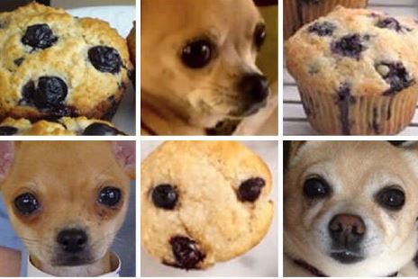 kamuflase hewan mirip makanan Berbagai sumber