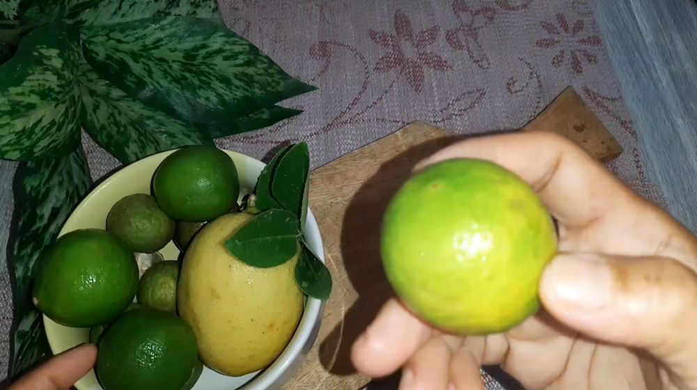 Trik memilih jeruk nipis yang berkualitas dan airnya melimpah, perhatikan warnanya