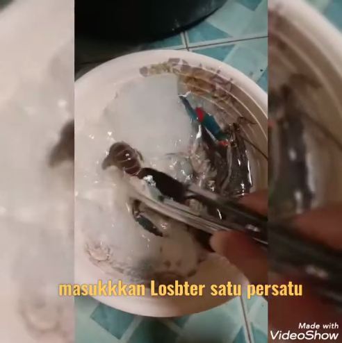Bukan dipukul atau ditusuk pisau, ini trik praktis mematikan lobster cuma pakai 1 bahan dapur