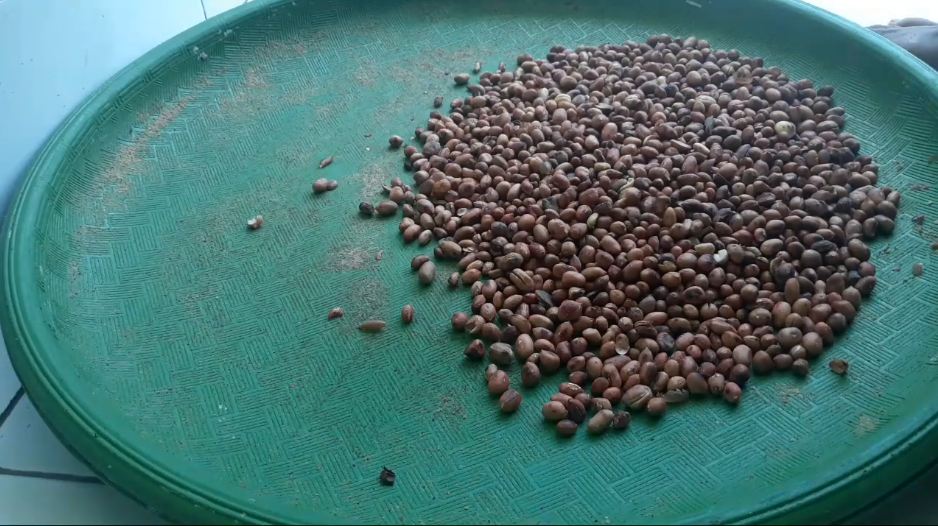 Cara mudah menghaluskan kacang tanah tanpa blender atau chopper, hasilnya halus sempurna