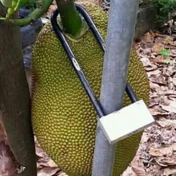 Potret kocak cara menjaga barang Berbagai sumber