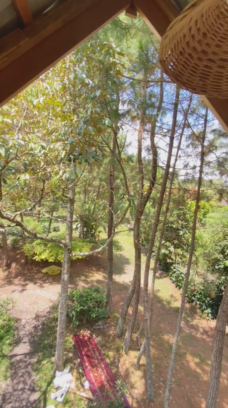 rumah kayu tengah hutan estetik © TikTok/@tinyhouseindonesia