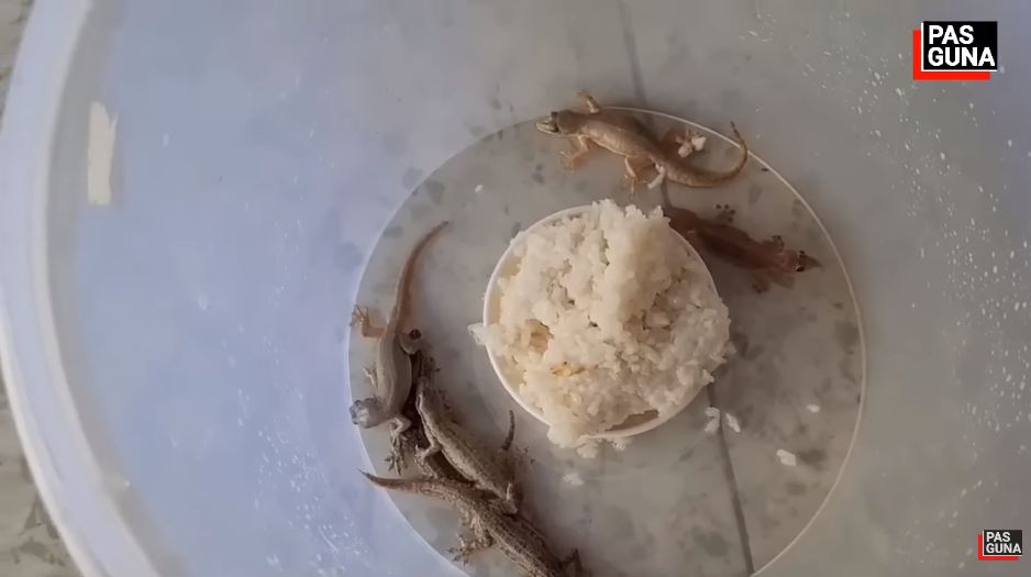 Bukan pakai kopi atau gula pasir, ini cara simpel bikin perangkap cicak cuma modal 1 bahan dapur