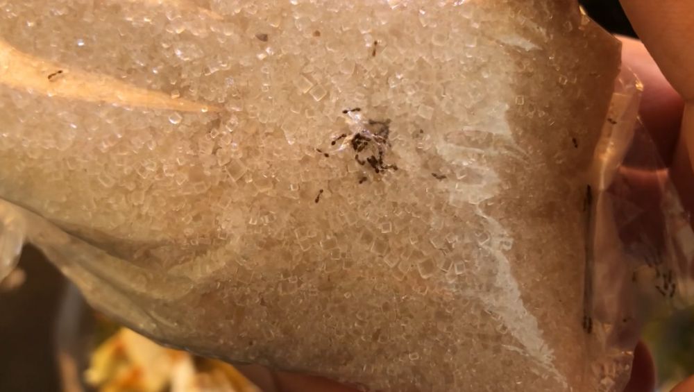 Tanpa bahan apa pun, ini cara mengusir semut di plastik kemasan gula pasir