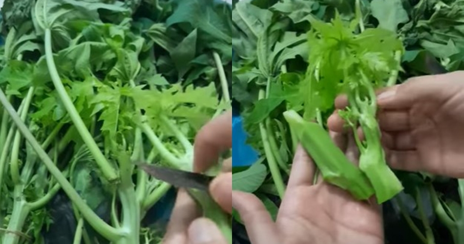 Jangan cuma direbus, ini trik jitu mengurangi rasa pahit daun pepaya