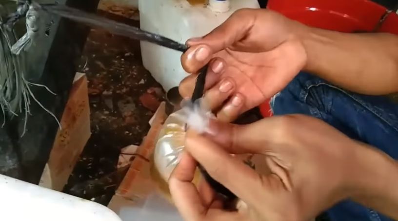 Tanpa rafia dan karet, ini cara praktis mengikat bungkus minyak goreng curah agar tidak tumpah