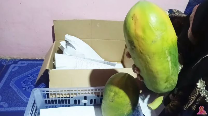 Tanpa bahan tambahan, begini trik mematangkan buah pepaya yang masih keras dalam waktu 2 hari