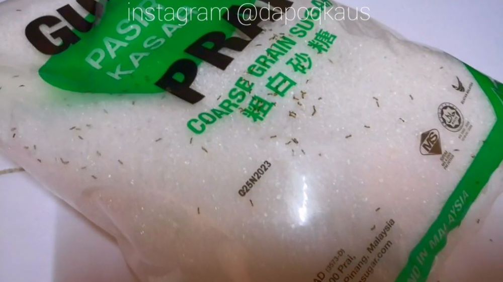 Hanya pakai 1 bumbu dapur, ini cara mudah mengusir semut di gula pasir
