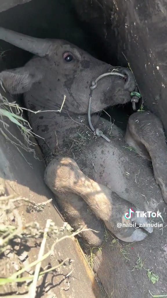 Sapi terperangkap di selokan © TikTok