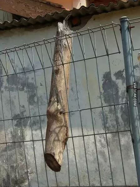 Potret kocak desain pagar depan rumah Berbagai sumber Potret kocak desain pagar depan rumah Berbagai sumber