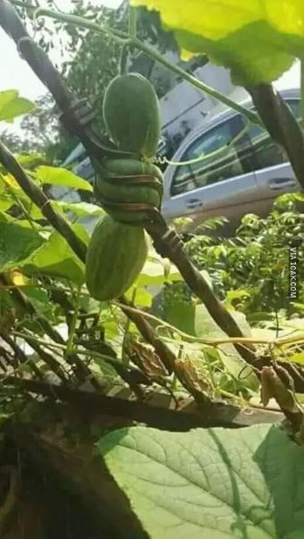 Potret kocak desain pagar depan rumah Berbagai sumber Potret kocak desain pagar depan rumah Berbagai sumber