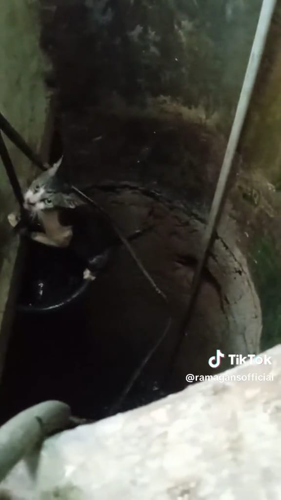 Aksi pria selamatkan kucing jatuh ke sumur © TikTok Aksi pria selamatkan kucing jatuh ke sumur © TikTok