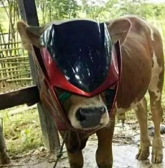 ulah sapi jelang Idul Adha Berbagai sumber