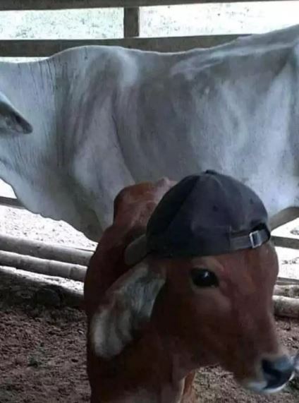 ulah sapi jelang Idul Adha Berbagai sumber