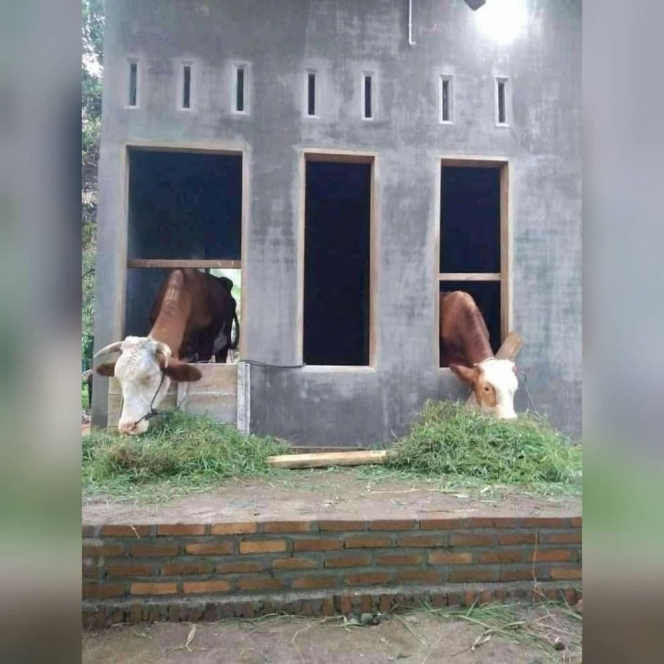 Potret kocak sapi dimanja sebelum kurban © berbagai sumber