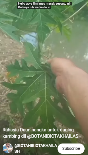 Nggak cuma daun pepaya, ini trik ampuh mengempukkan daging kambing agar tak alot saat dimakan