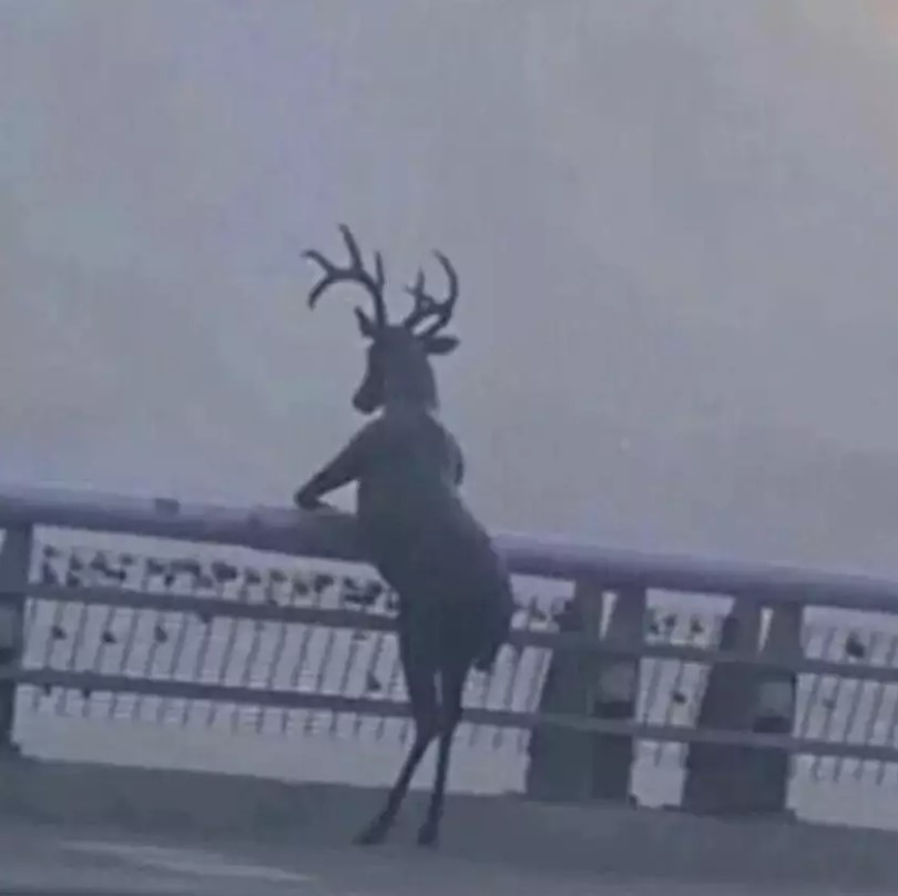 Potret kebetulan pada hewan Berbagai sumber