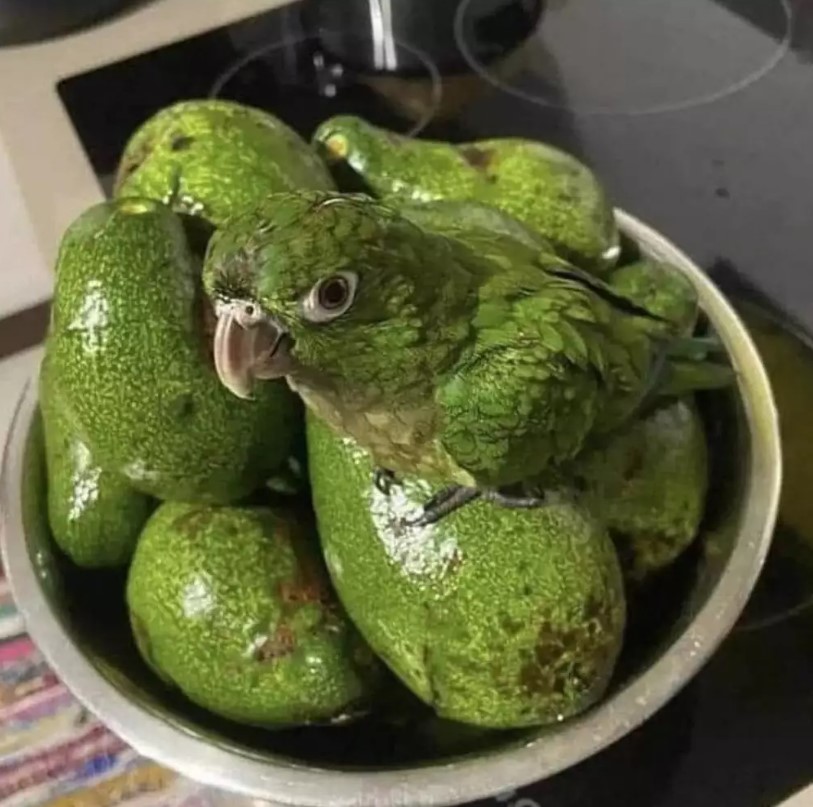 Potret kebetulan pada hewan Berbagai sumber