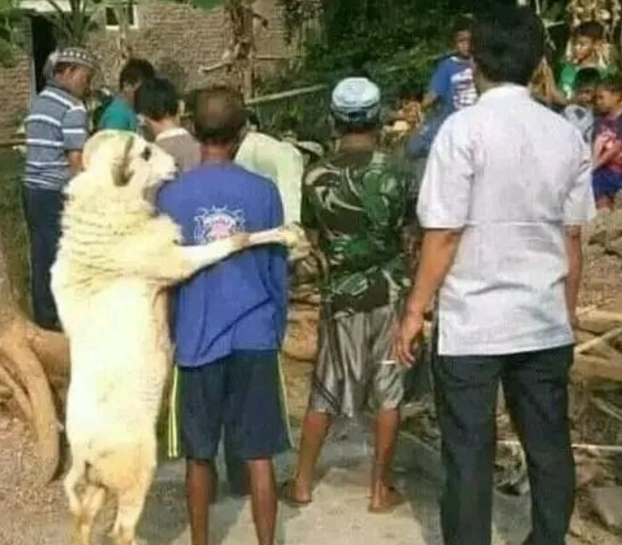 potret kocak kelakukan panitia qurban Berbagai sumber potret kocak kelakukan panitia qurban Berbagai sumber