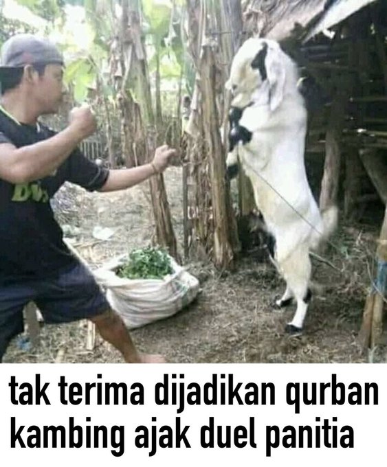 potret kocak kelakukan panitia qurban Berbagai sumber potret kocak kelakukan panitia qurban Berbagai sumber