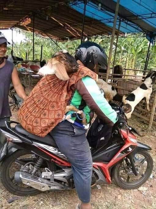 potret kocak kelakukan panitia qurban Berbagai sumber potret kocak kelakukan panitia qurban Berbagai sumber