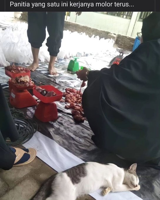 potret kocak kelakukan panitia qurban Berbagai sumber